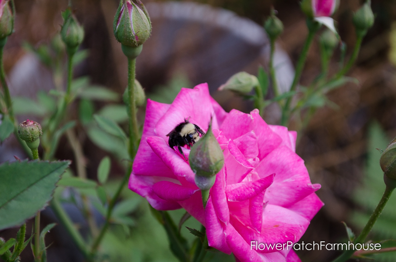 vintage rose (Pams Pink) and a bumblebee