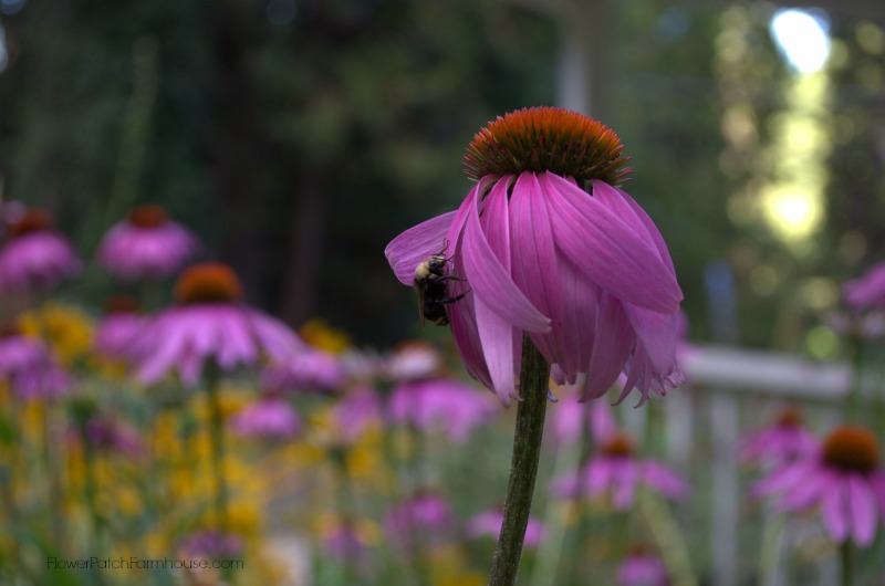 Bumblebee on a Purple Coneflower