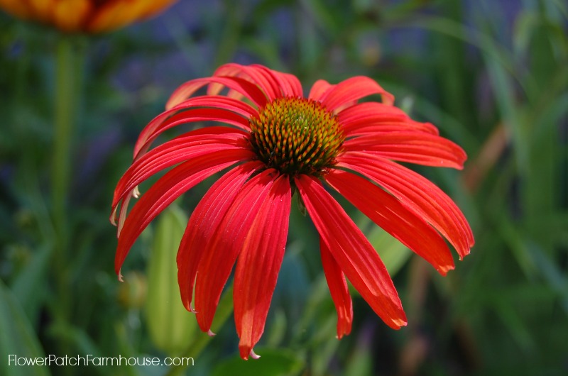 Echinacea Plants, a Grand Garden Flower and Butterfly Magnet