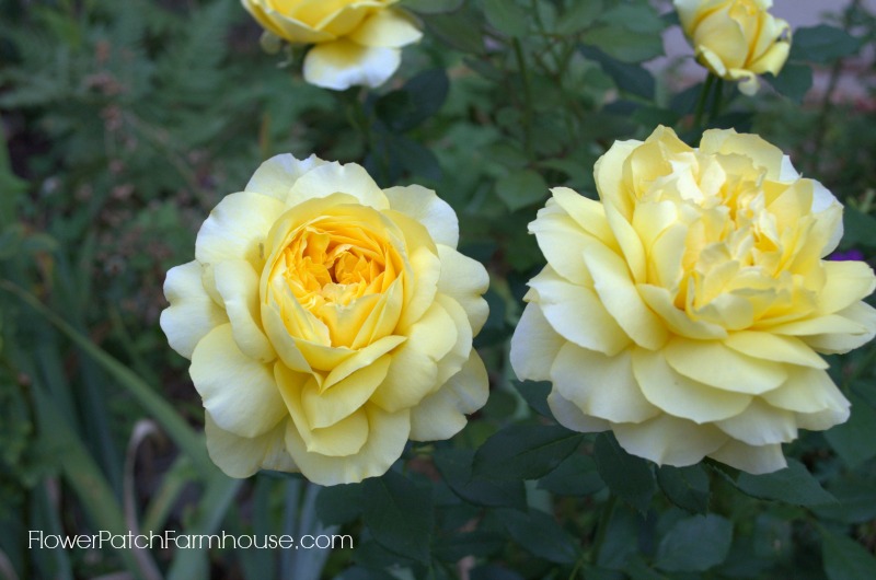 Late August Garden Tour