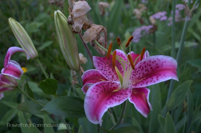 Garden for Scent, Planting for Scent