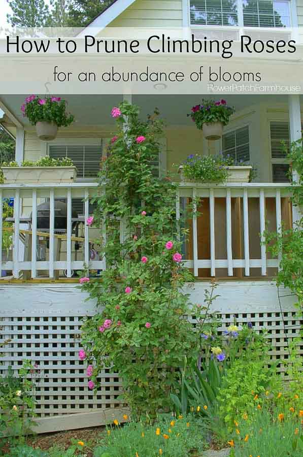 Zepherine Drouhin climbing rose on porch post, How to Prune Climbing Roses