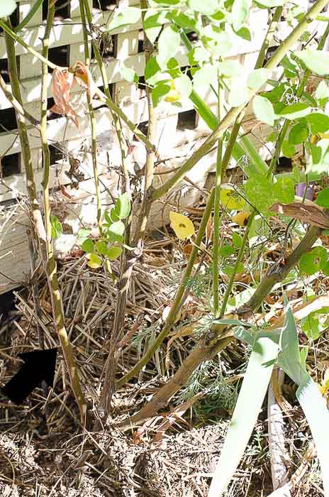 Zepherine climbing rose in Fall, How to Prune Climbing Roses for optimum bloom