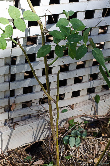 Zepherine climbing rose in Fall, How to Prune Climbing Roses for optimum bloom