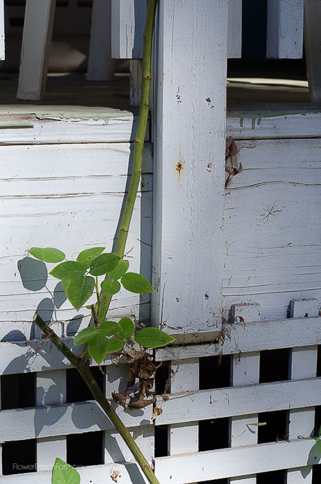 Main cane, Zepherine climbing rose in Fall, How to Prune Climbing Roses for optimum bloom