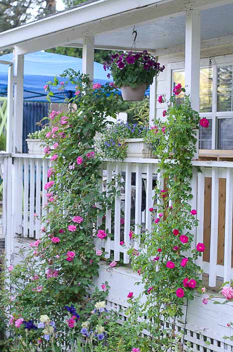 Zepherine Drouhin and William Baffin climbing rose in Fall, How to Prune Climbing Roses for optimum bloom