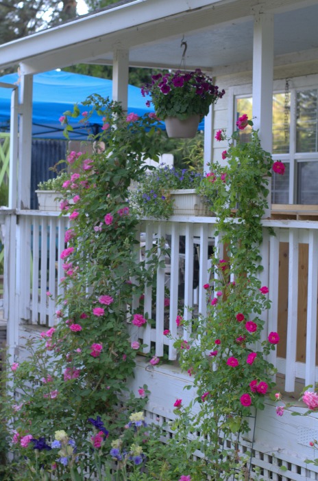 Zepherine Drouhin rose climbing porch post with William Baffin