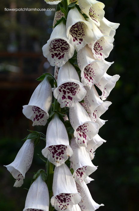 Pam's Choice Foxglove