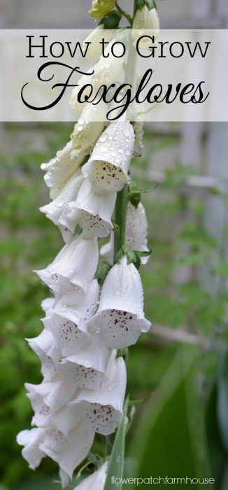 How to Grow Foxgloves, a favorite cottage garden flower that adds height to your borders and beds. 