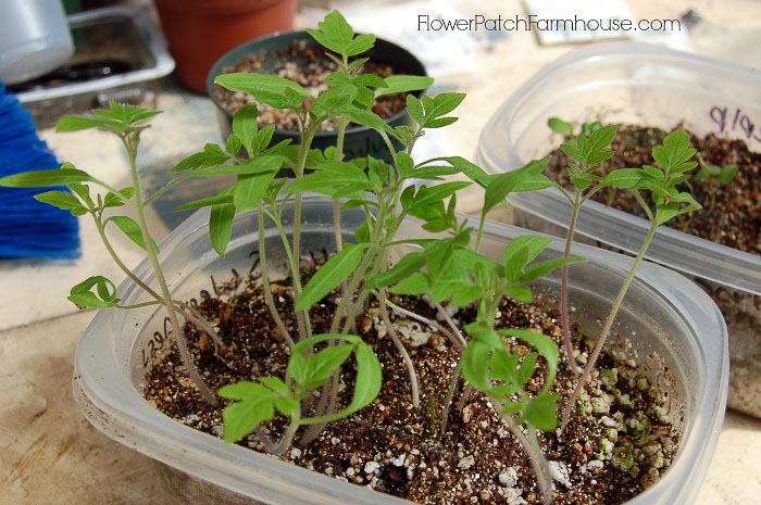 tomato seedlings ready to be thinned