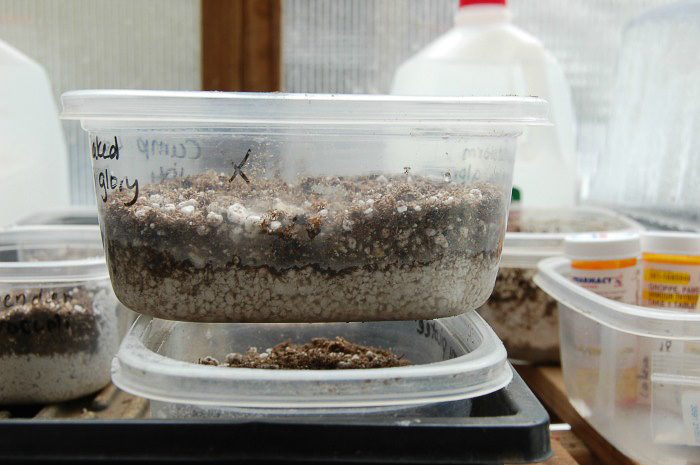 How to Start Seeds for a Beautiful Garden