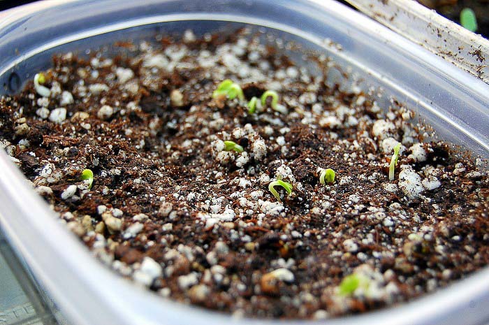 Seed germination, will epsom salt help?