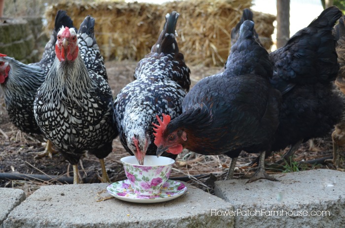 chicken manure to create a perfect soil amendment, sheet mulching