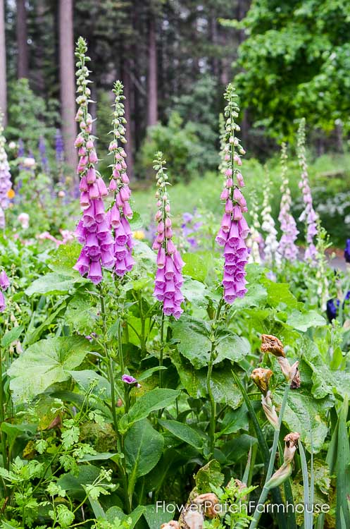 how to grow foxgloves for a height in your cottage garden