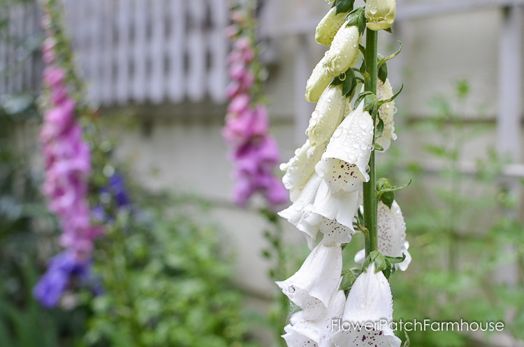 how to grow foxgloves for a height in your cottage garden