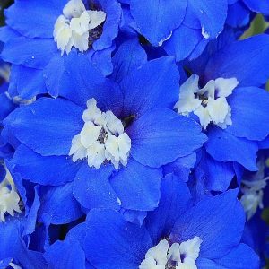 Dowdeswells Delphiniums