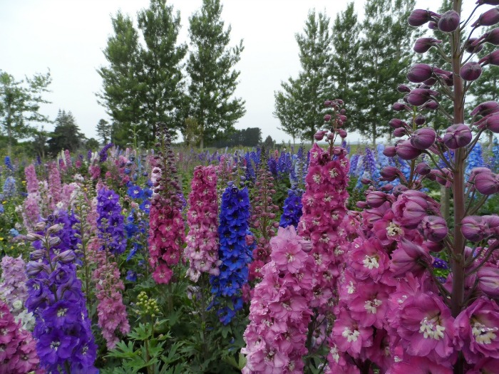 Grow Delphiniums from Seed