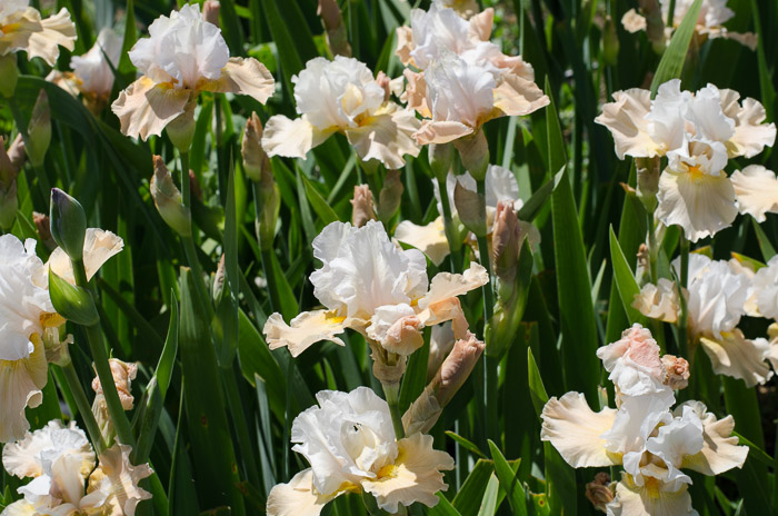 Iris Farm Visit, FlowerPatchFarmhouse.com