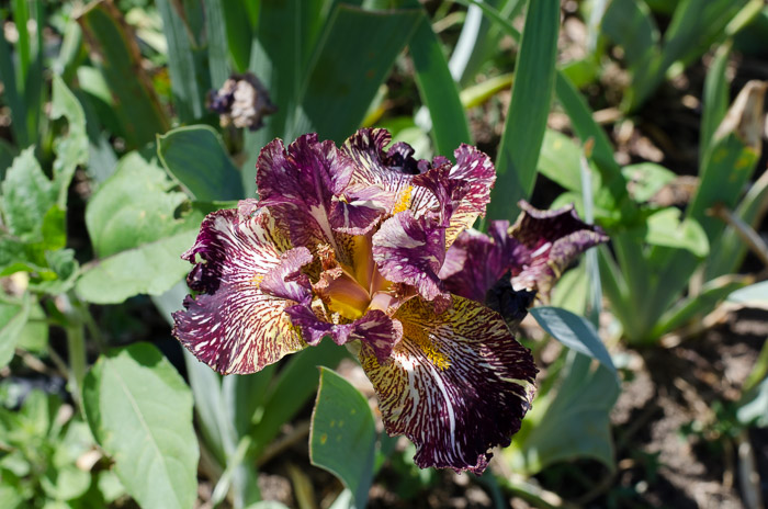 Iris Farm Visit