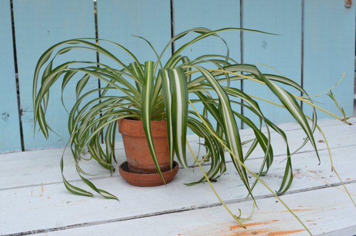 Varigated Spider Plant, does epsom salt improve their houseplants