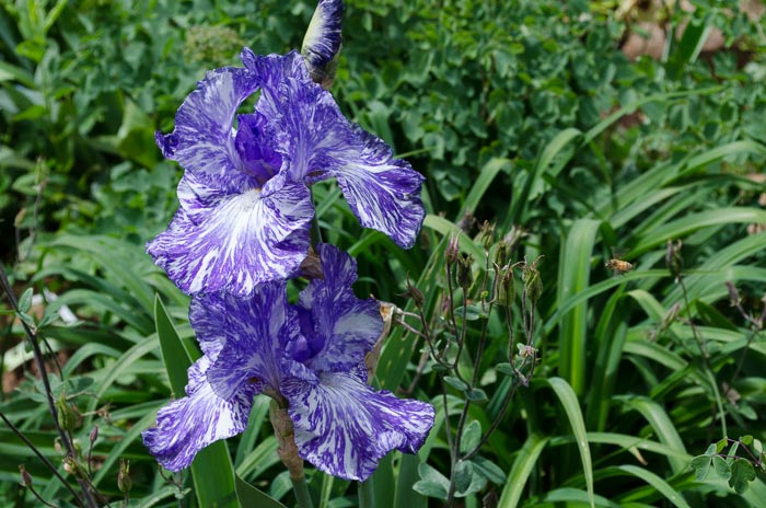 Shakin All Over Iris, FlowerPatchFarmhouse.com