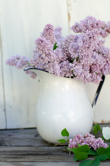 Rooting lilacs, easy and fragrant fun, FlowerPatchFarmhouse.com