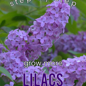 Lilac with text overlay, Step by step grow more lilacs from cuttings