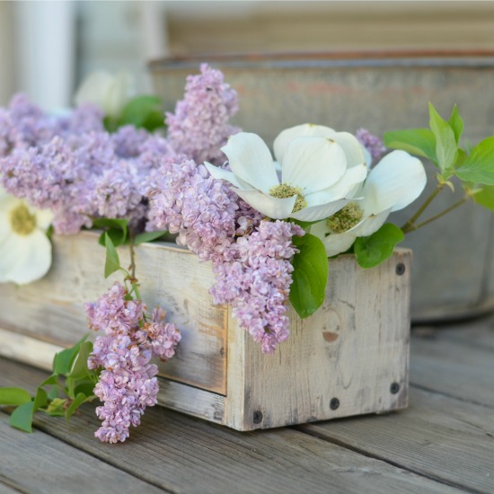 Recolocar lilas, fácil y fragantemente divertido, FlowerPatchFarmhouse.com