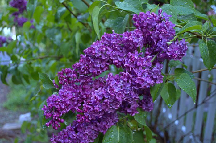 Purple lilac flower, How to plant, grow lilacs