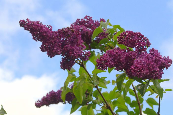 purple lilac against blue sky, How to grow lilacs