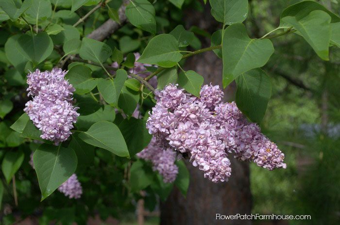 French lilac, double lilac, how to grow lilacs