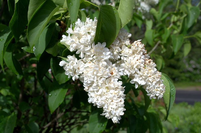 White lilac, heirloom lilac, How to grow lilacs