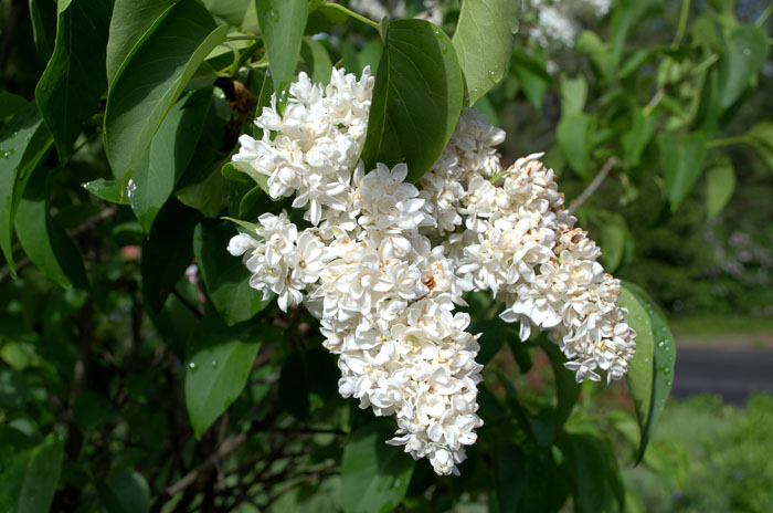 White lilacs, Flower patch farmhouse