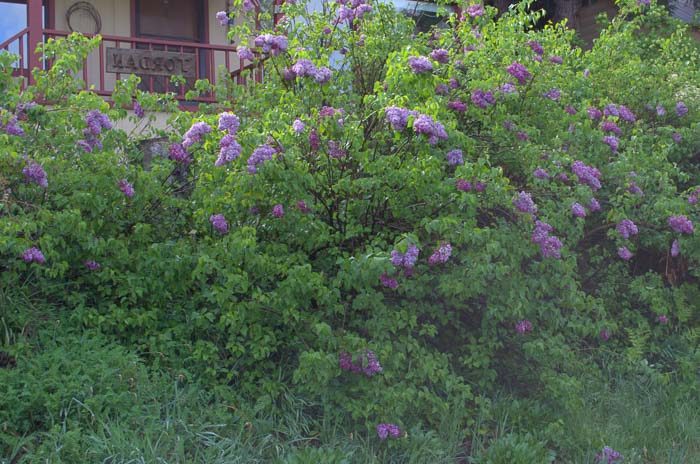 lavender and purple lilacs growing together, How to grow Lilacs, 