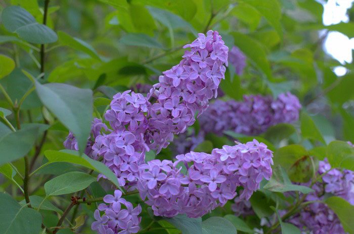 Lavender lilac close up, How to Grow Lilacs