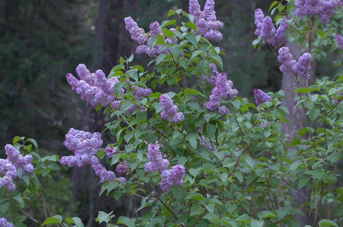Arbusto de lilas de lavanda en plena floración, Flower Patch Farmhouse
