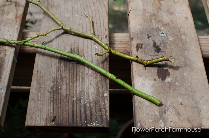 How to Root Roses from Cuttings, FlowerPatchFarmhouse.com (3 of 8)