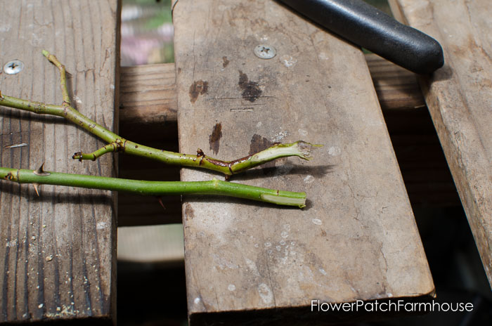 How to Root Roses from Cuttings, FlowerPatchFarmhouse.com (4 of 8)