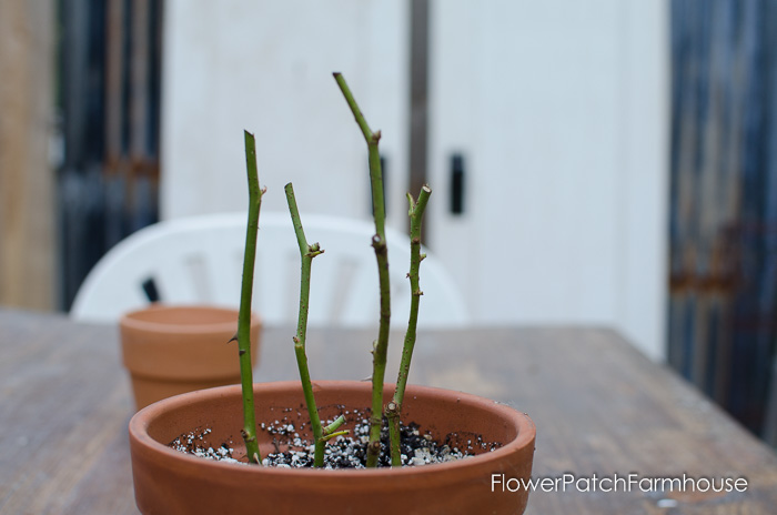 New roses from cuttings or slips, FlowerPatchFarmhouse.com (1 of 1)