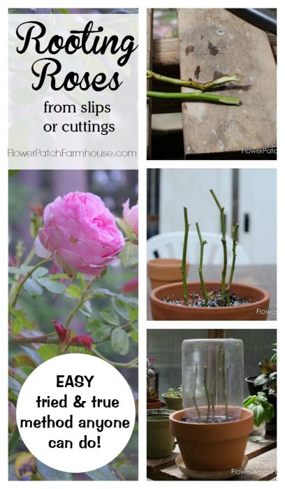 All About Plant Propagation, Learn how to root roses from cuttings or slips. A tried and true method that really works! Easy enough for beginners. FlowerPatchFarmhouse.com