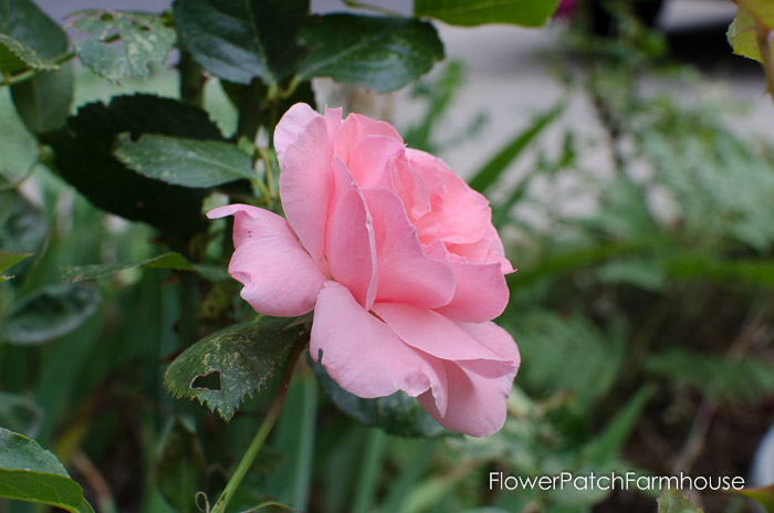 Queen Elizabeth grandiflora rose, FlowerPatchFarmhouse.com