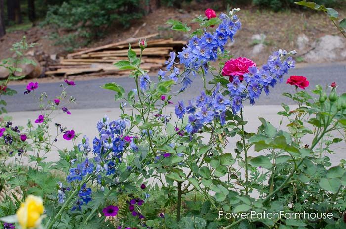 Delphiniums, how to take delphinium cuttings