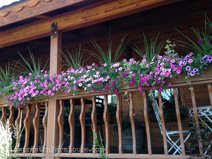 Shade Loving plants you can grow in containers and brighten up those dark spots!