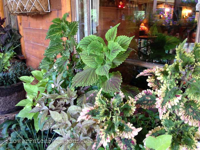 Coleus, Rex Begonia, Planters for Shade FlowerPatchFarmhouse.com Shade Loving plants you can grow in containers and brighten up those dark spots!