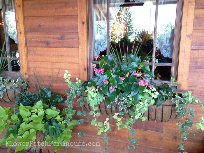 shade plants in containers and pots on wood building