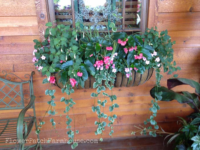 Shade loving plants in Containers