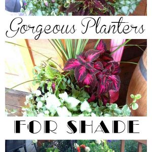 Gorgeous planters for Shade, FlowerPatchFarmhouse.com