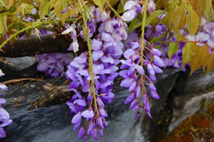 wisteria vine in spring