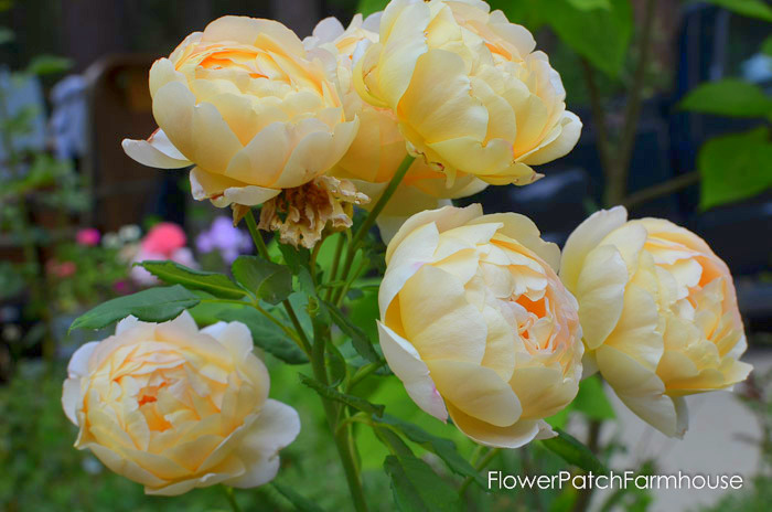 yellow roses in the garden, david austin golden celebration roses, text overlay reads: Flower Patch Farmhouse dot com