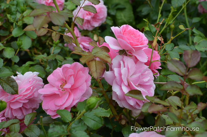 soft pink roses in the garden